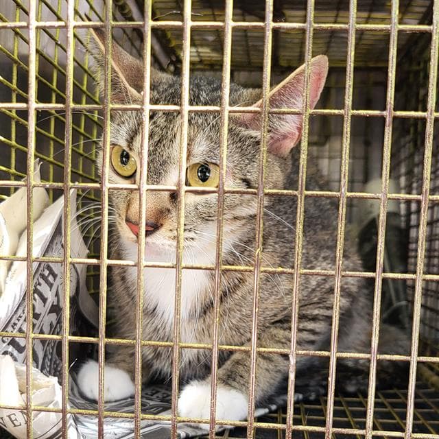 Cici - Domestic Short Hair