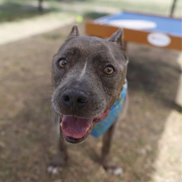 Bosco - Pit Bull Terrier