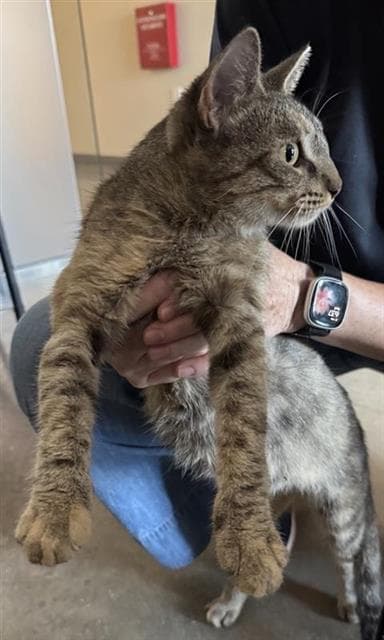Eloise - Domestic Short Hair