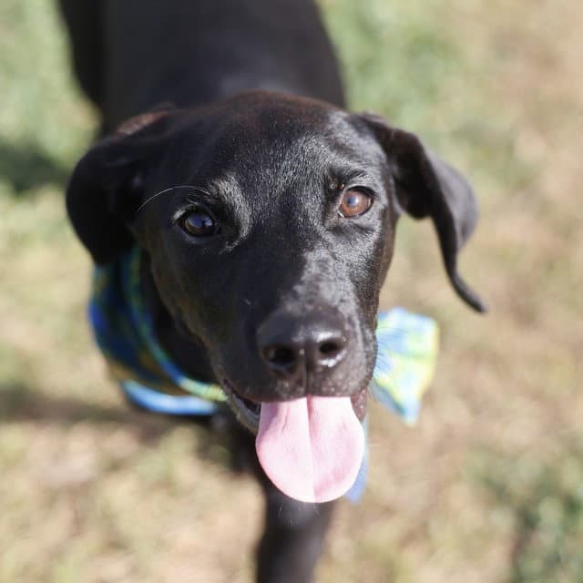 Corine - Labrador Retriever