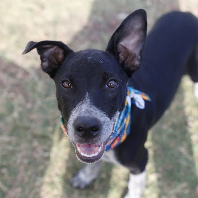 Cale - Australian Cattle Dog/Blue Heeler
