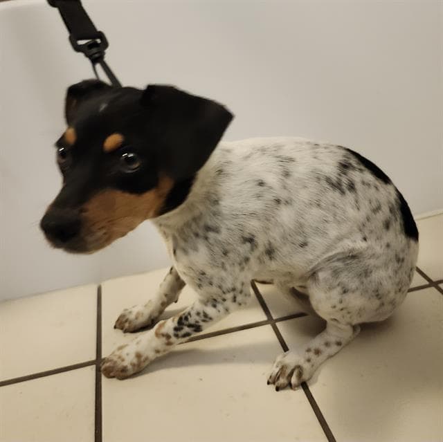 Junebug - Terrier
