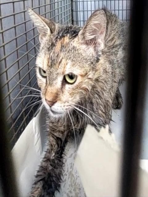 Annette - Domestic Short Hair