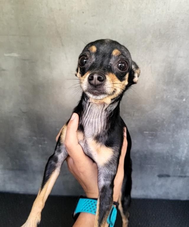 Luna - Chihuahua