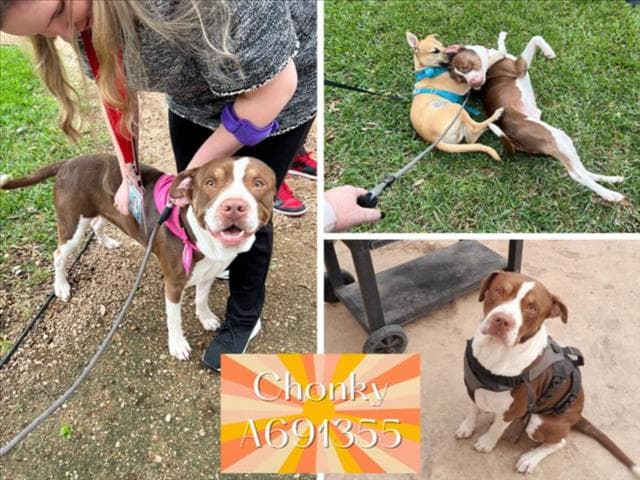 Chonky - American Staffordshire Terrier