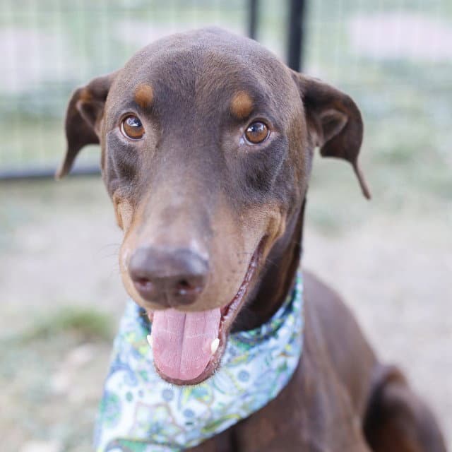 Copper - Doberman Pinscher