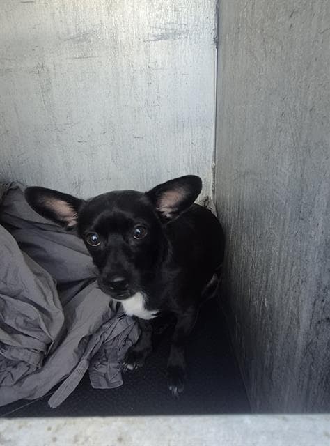 Oreo - Chihuahua