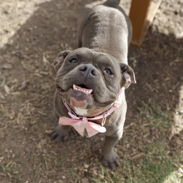 Natasha - English Bulldog