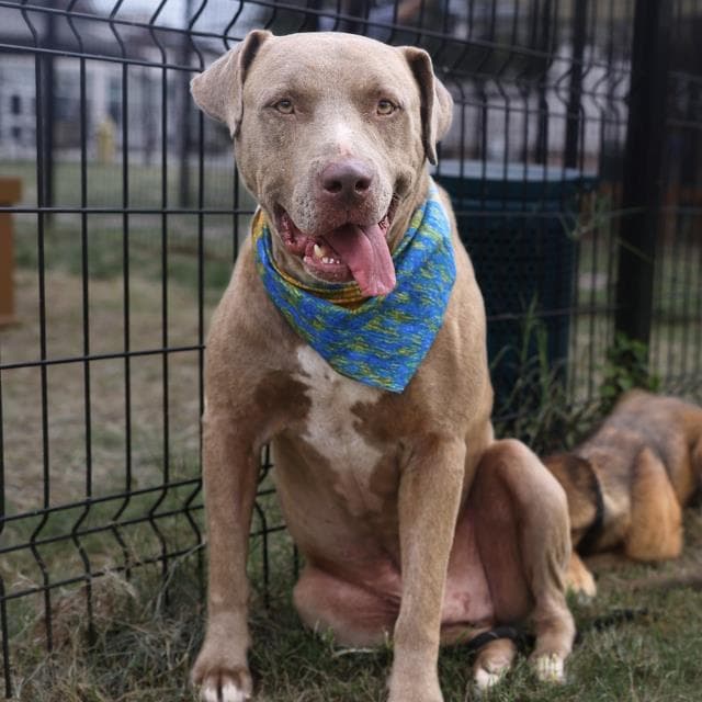 Rocko - American Staffordshire Terrier