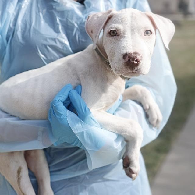Sterling - American Staffordshire Terrier