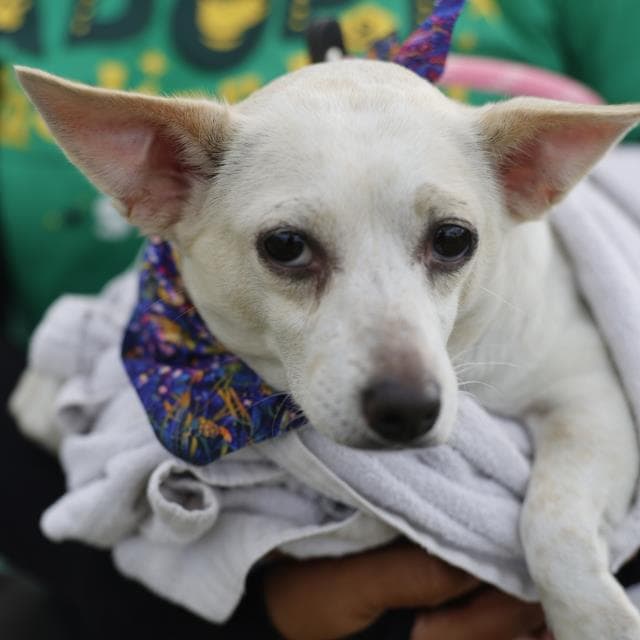 Baby - Chihuahua