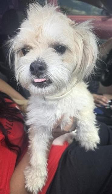 Josie - Shih Tzu