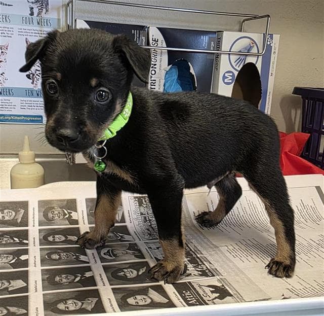 Tristan - Labrador Retriever