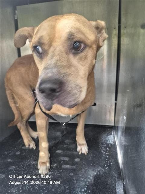 Biscuit - American Staffordshire Terrier