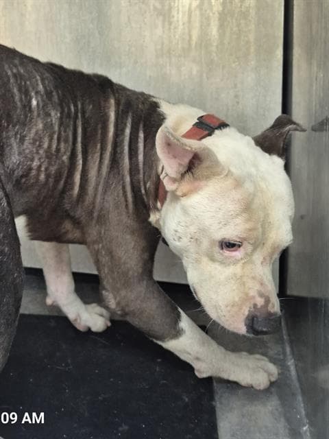 Billy Neutron - American Staffordshire Terrier