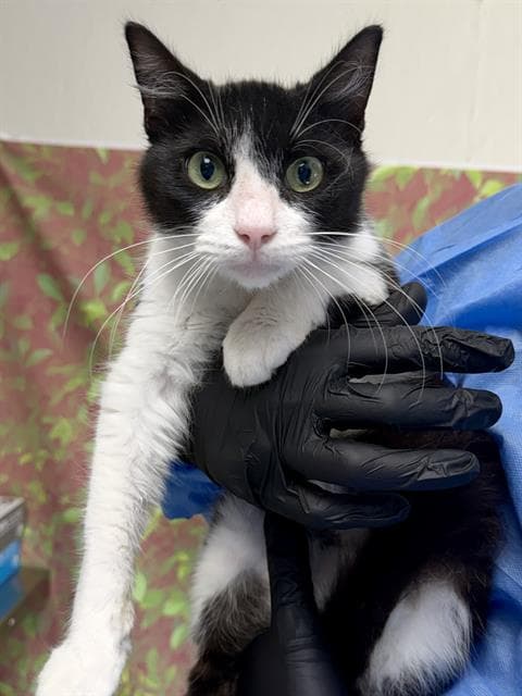 Homer - Domestic Short Hair