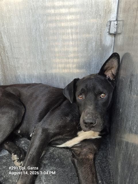 Helen Of Chewtoy - American Staffordshire Terrier