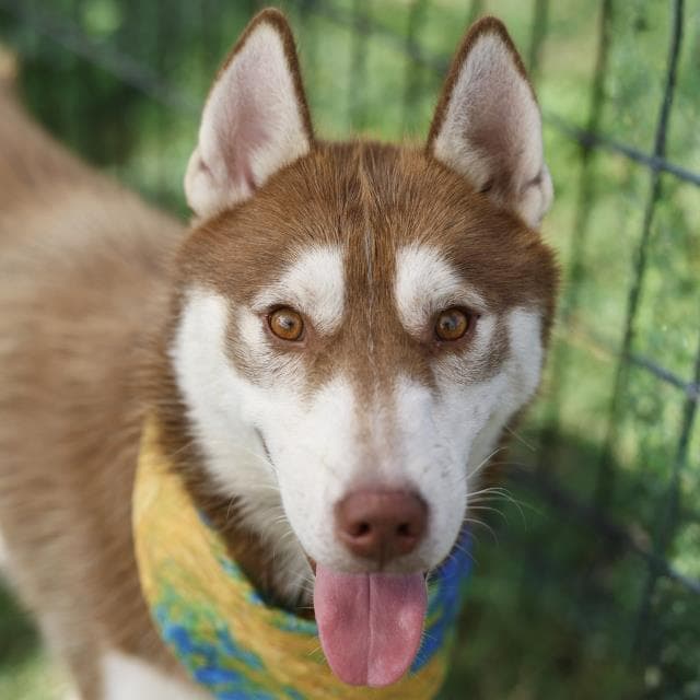 Dean - Siberian Husky