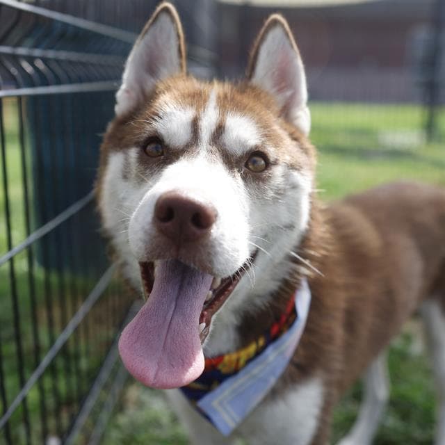 Sam - Siberian Husky