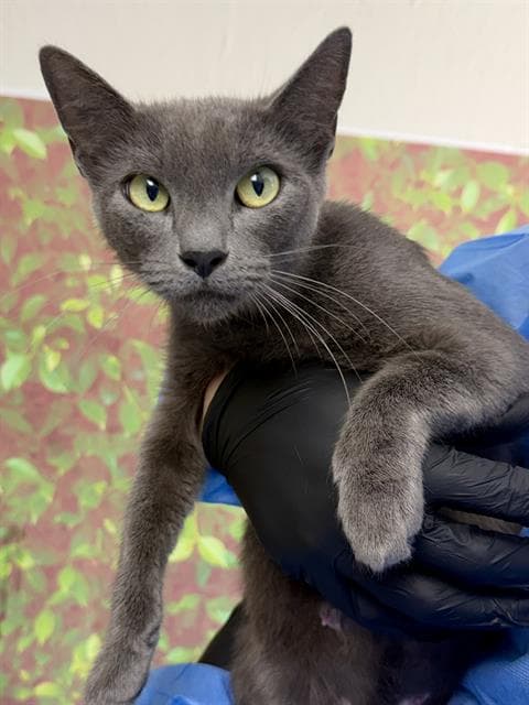 Marge - Domestic Short Hair