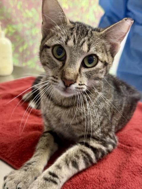 Remy - Domestic Short Hair
