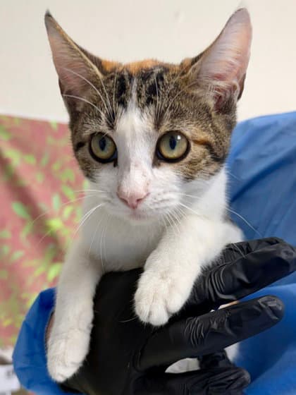 Isla - Domestic Short Hair