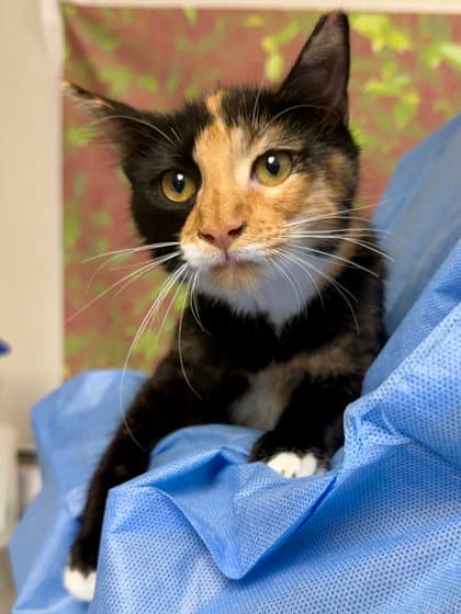 Rachel - Domestic Short Hair