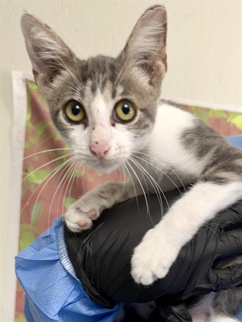 Iris - Domestic Short Hair