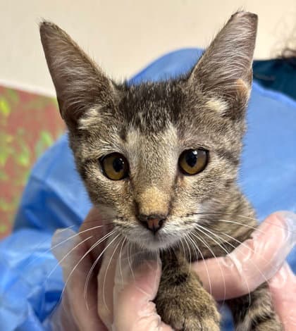 Grape Jelly - Domestic Short Hair