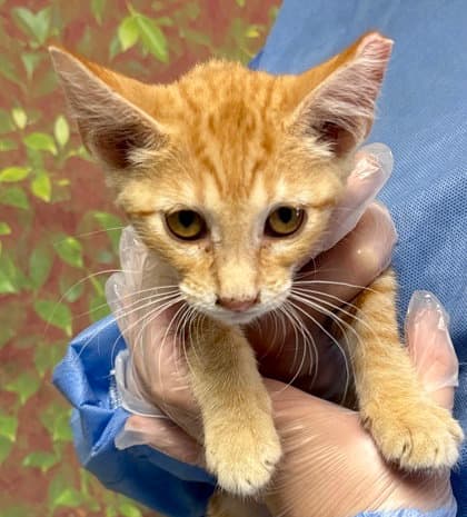 Peanut Butter - Domestic Short Hair