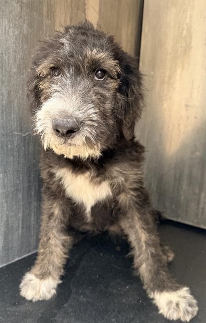 Teddy - Poodle (Standard)