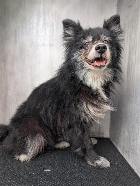 Dakota - Pomeranian