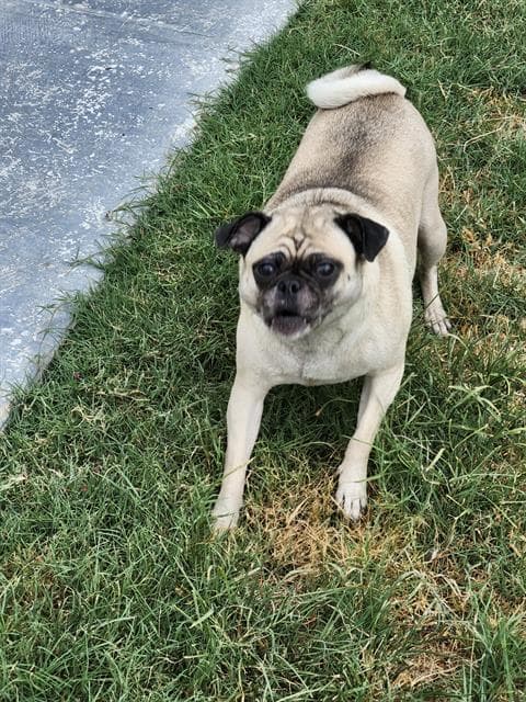 Penney - Pug