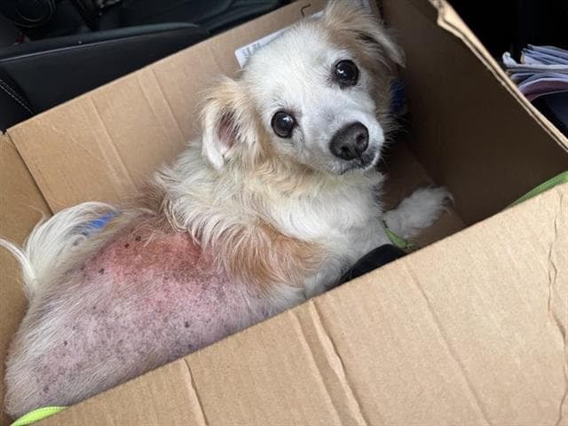 Rusty - Terrier
