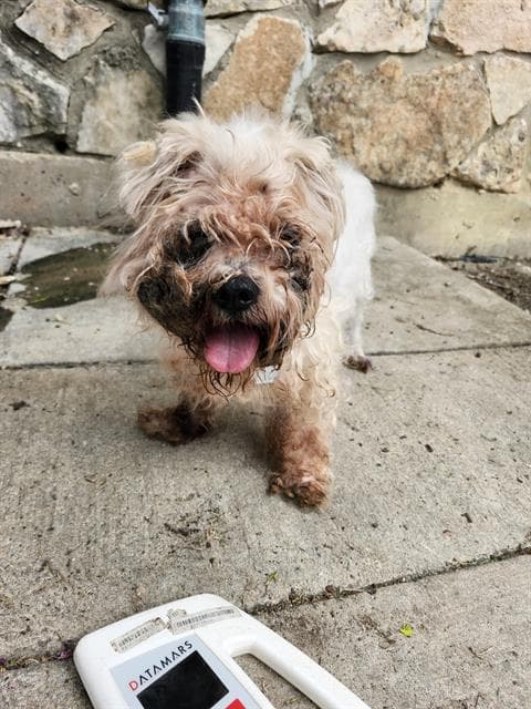 Mary Doggins - Shih Tzu