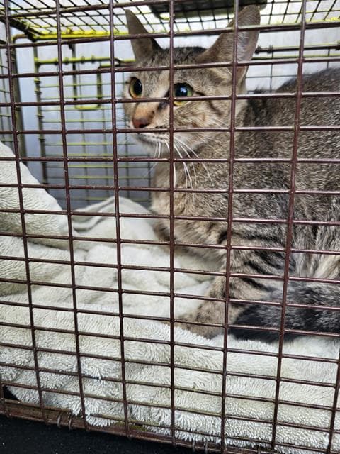 Twiggie - Domestic Short Hair
