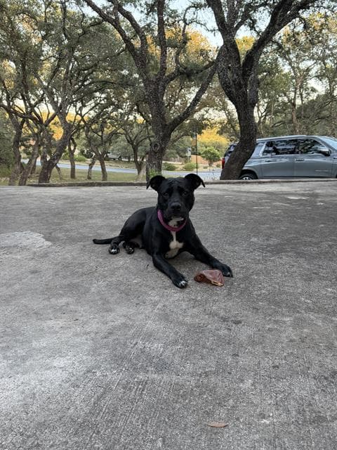 Jackie - American Staffordshire Terrier