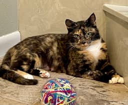 Ms Kitty image 1