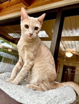 Custard image 1
