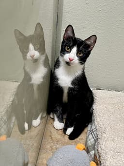 Paisley image 1