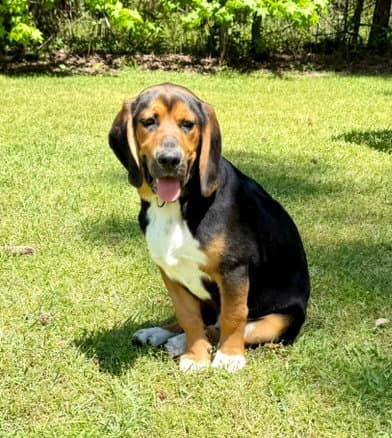 Blackie - Beagle