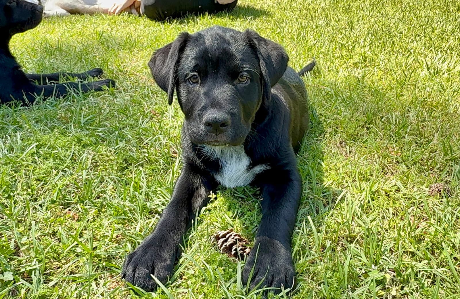 Kilty - Labrador Retriever