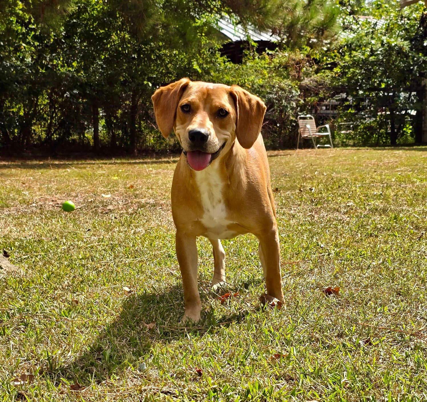 Nemo - Hound