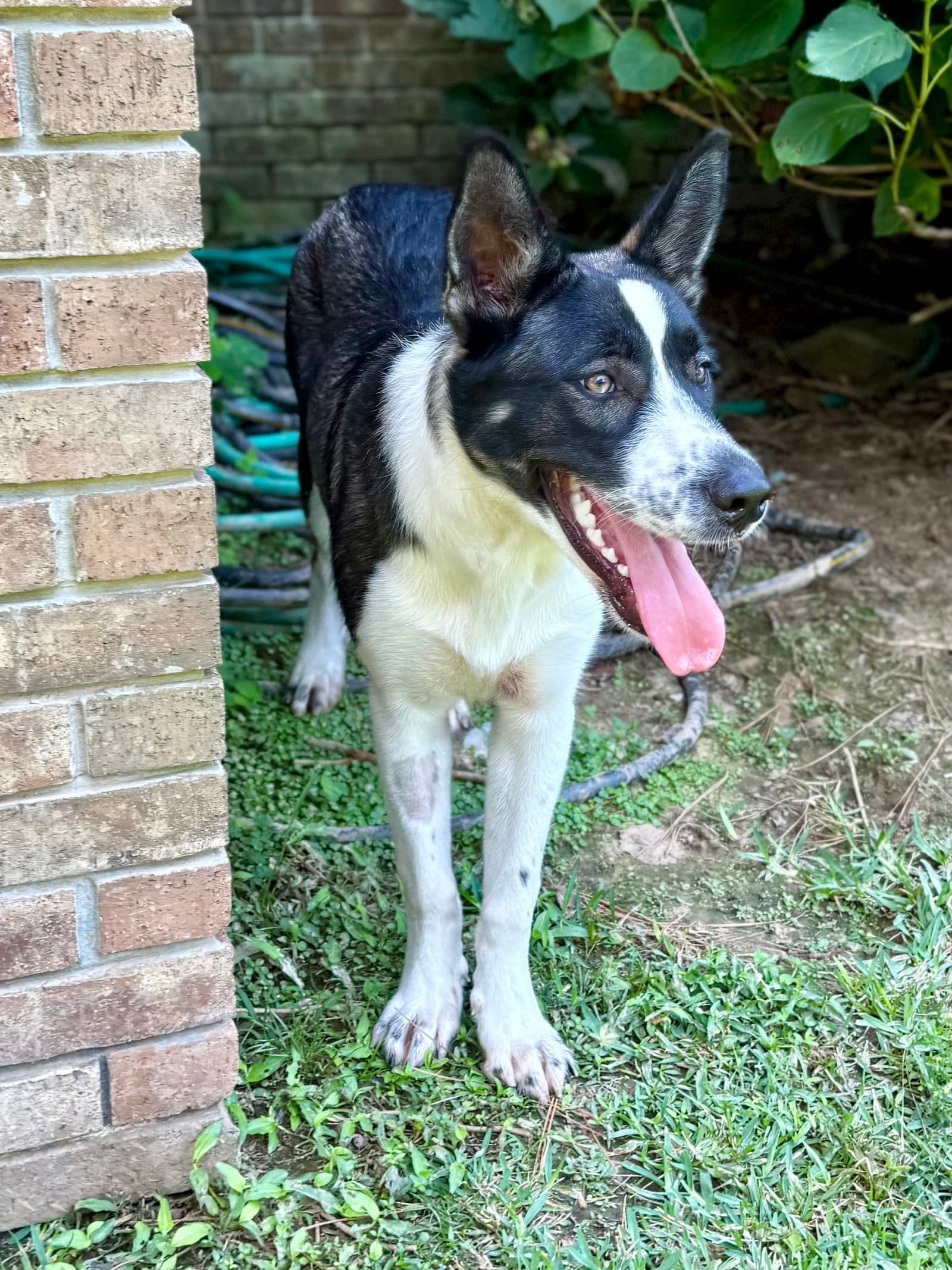 Delanie - Border Collie