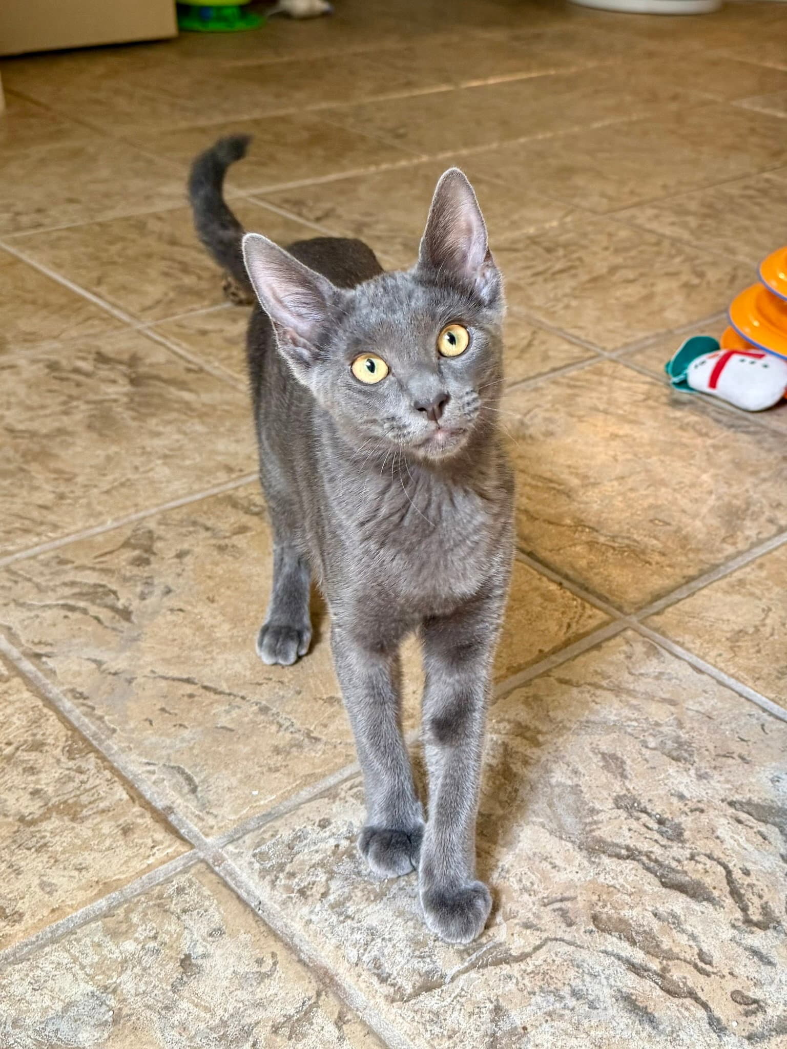 Shadow - Domestic Short Hair