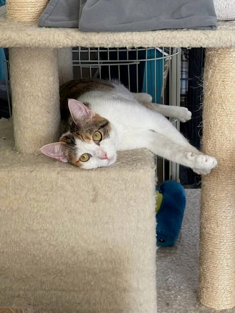 Lovey - Domestic Short Hair
