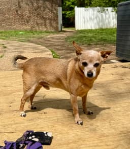 Peanut image 1