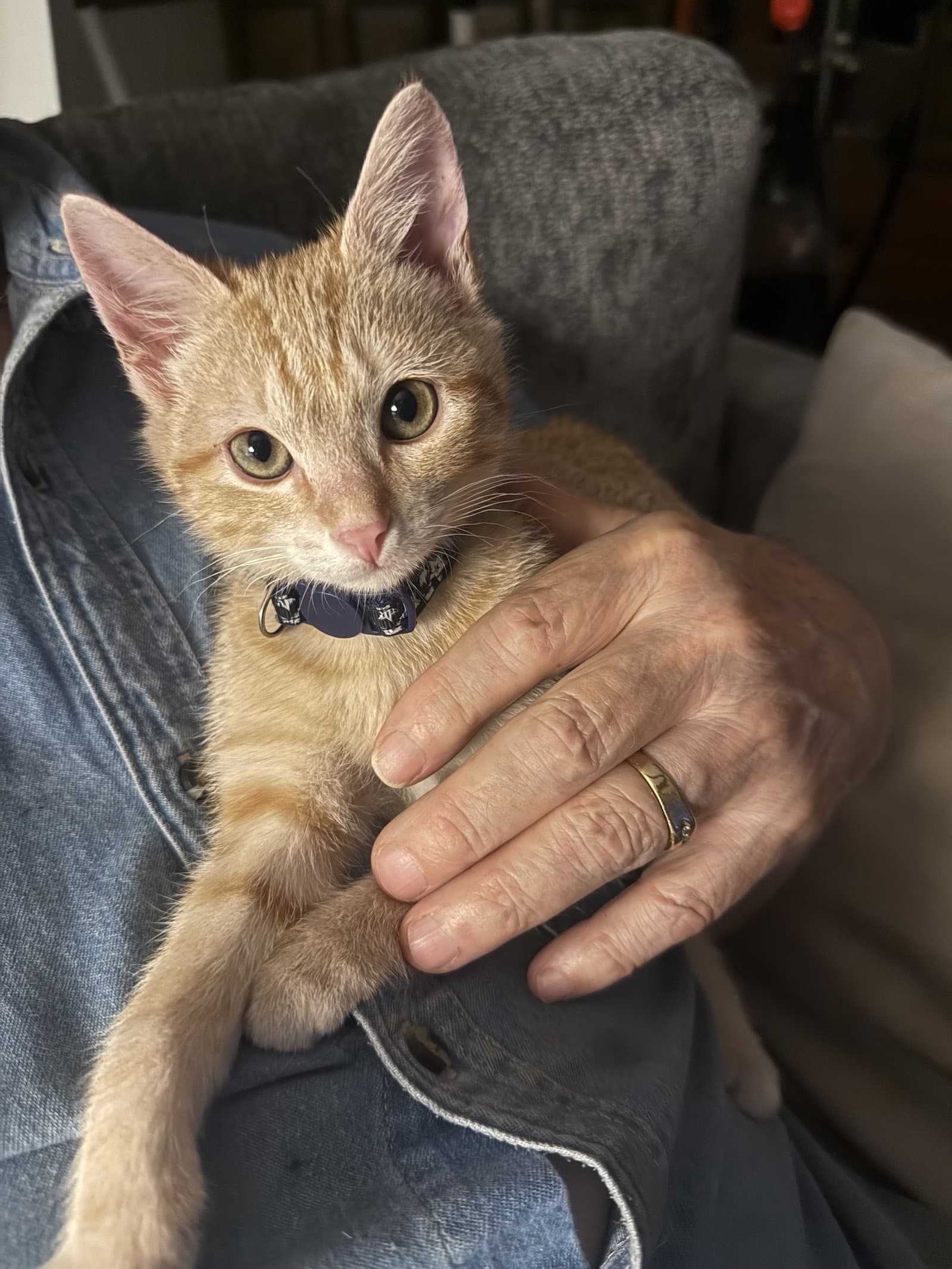 Archie - Domestic Short Hair