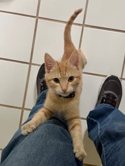 Archie image 2