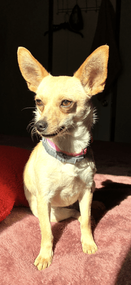 Fennec image 1